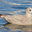 Thayer's Gull